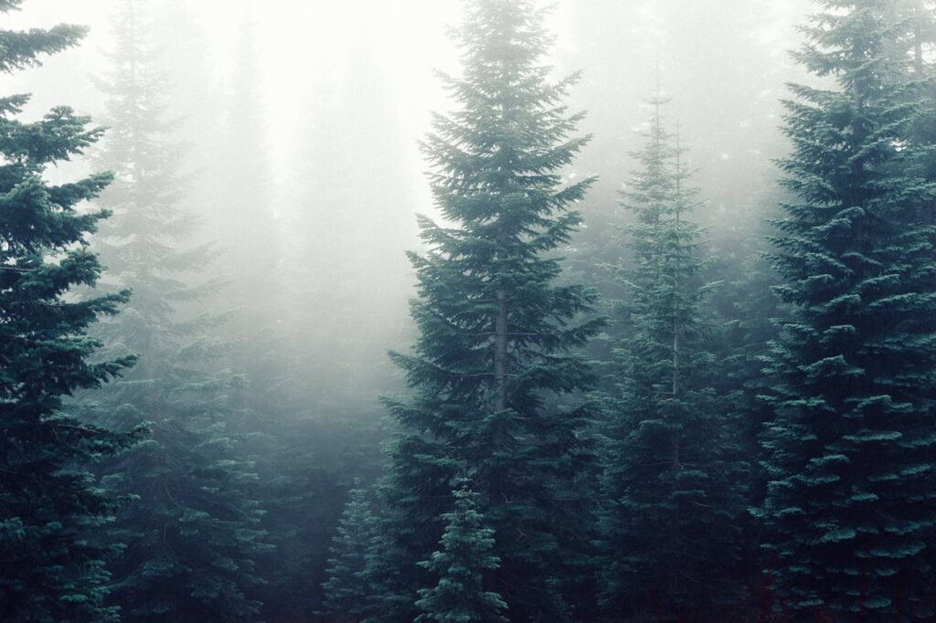 forest trees fog foggy.jpg